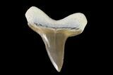 Cretaceous Cretoxyrhina Shark Tooth - Kansas #93790-1